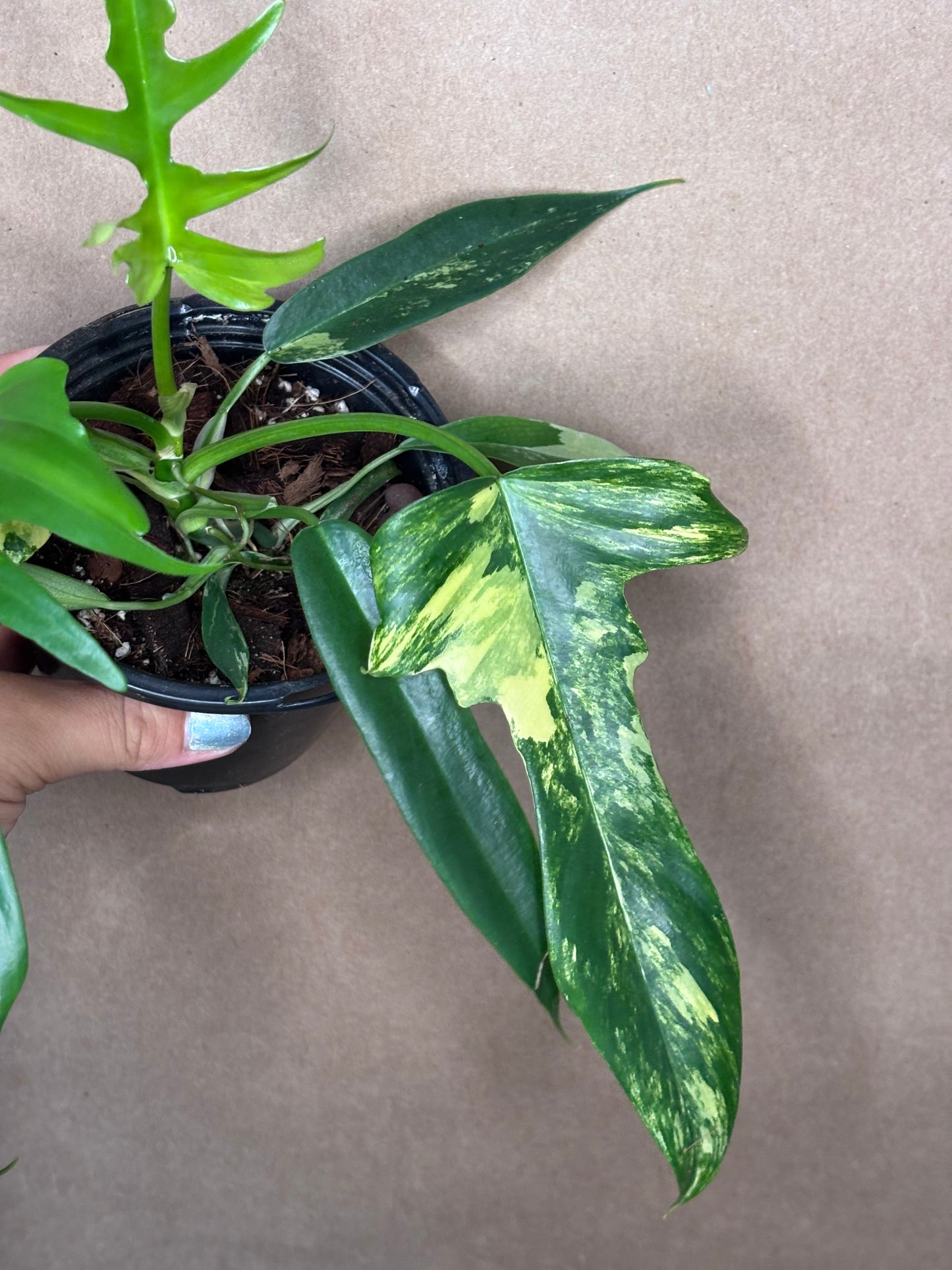 Philodendron ‘Florida Beauty’ x Tortum