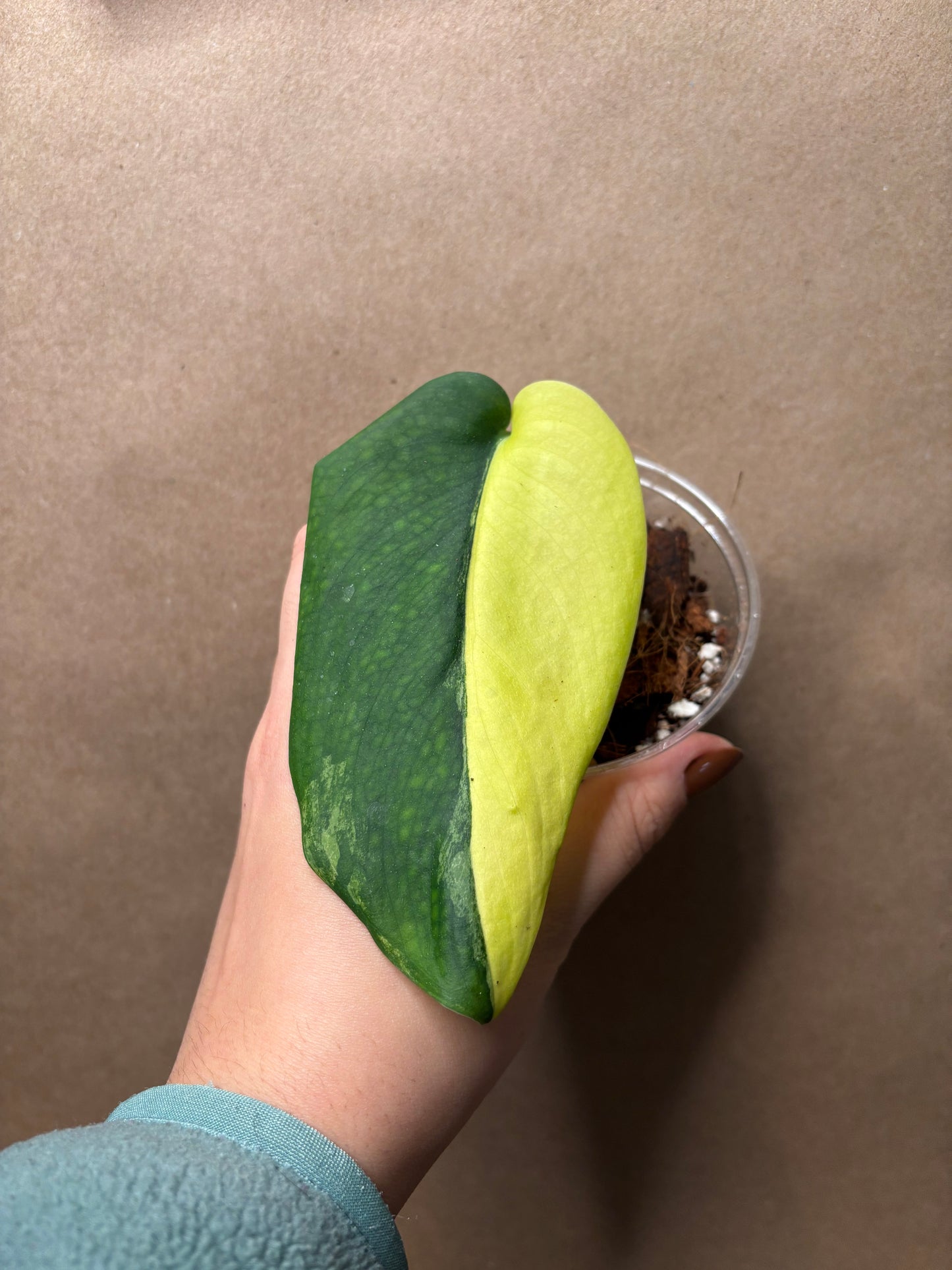 Scindapsus ‘Jade Satin’ (Yellow Variegated)