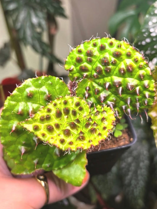 Begonia Mellanobullata
