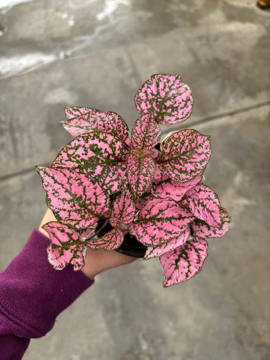 Polka Dot Plant (pink)
