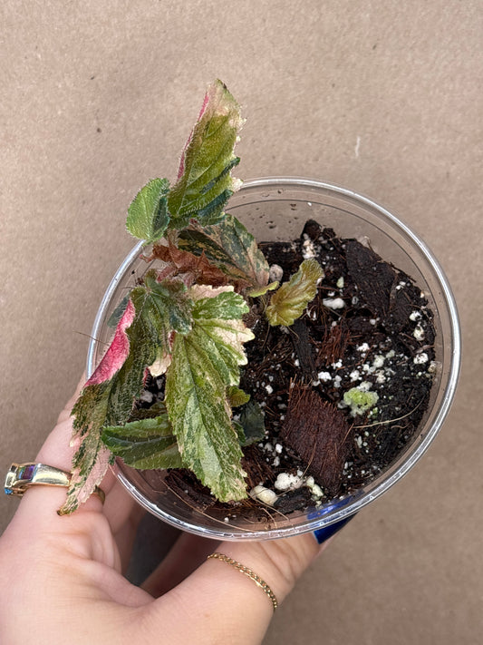 Begonia New Ginny Galaxy Variegated