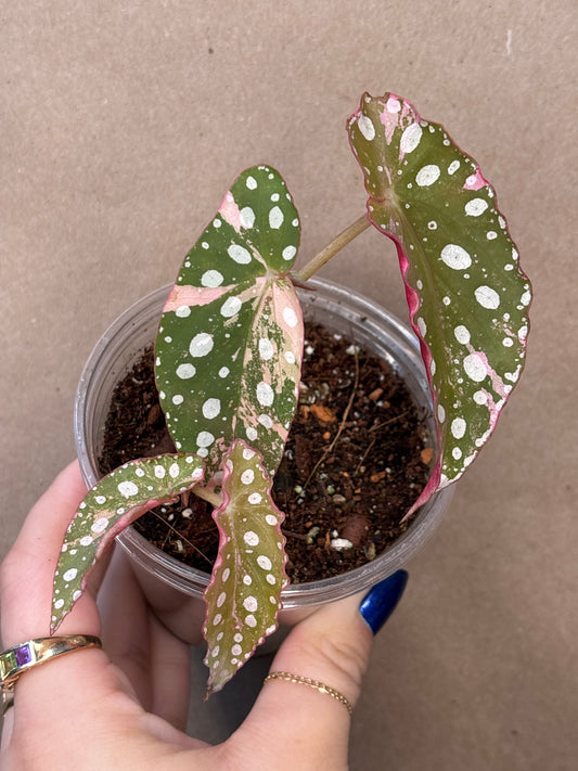 Begonia Maculata Pink Variegated