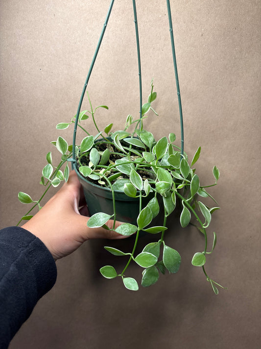 Dischidia Oiantha Variegated