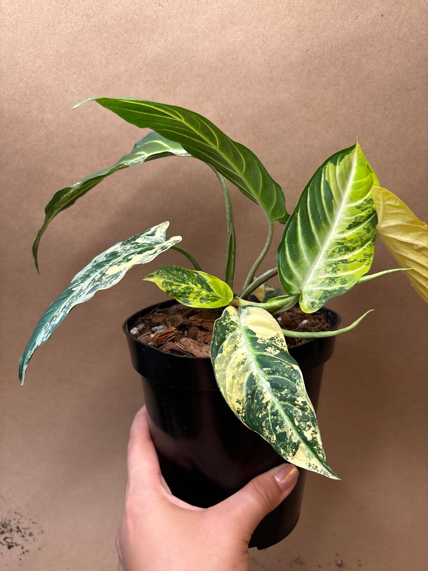 Xanthosoma Lindenii Variegated 6”