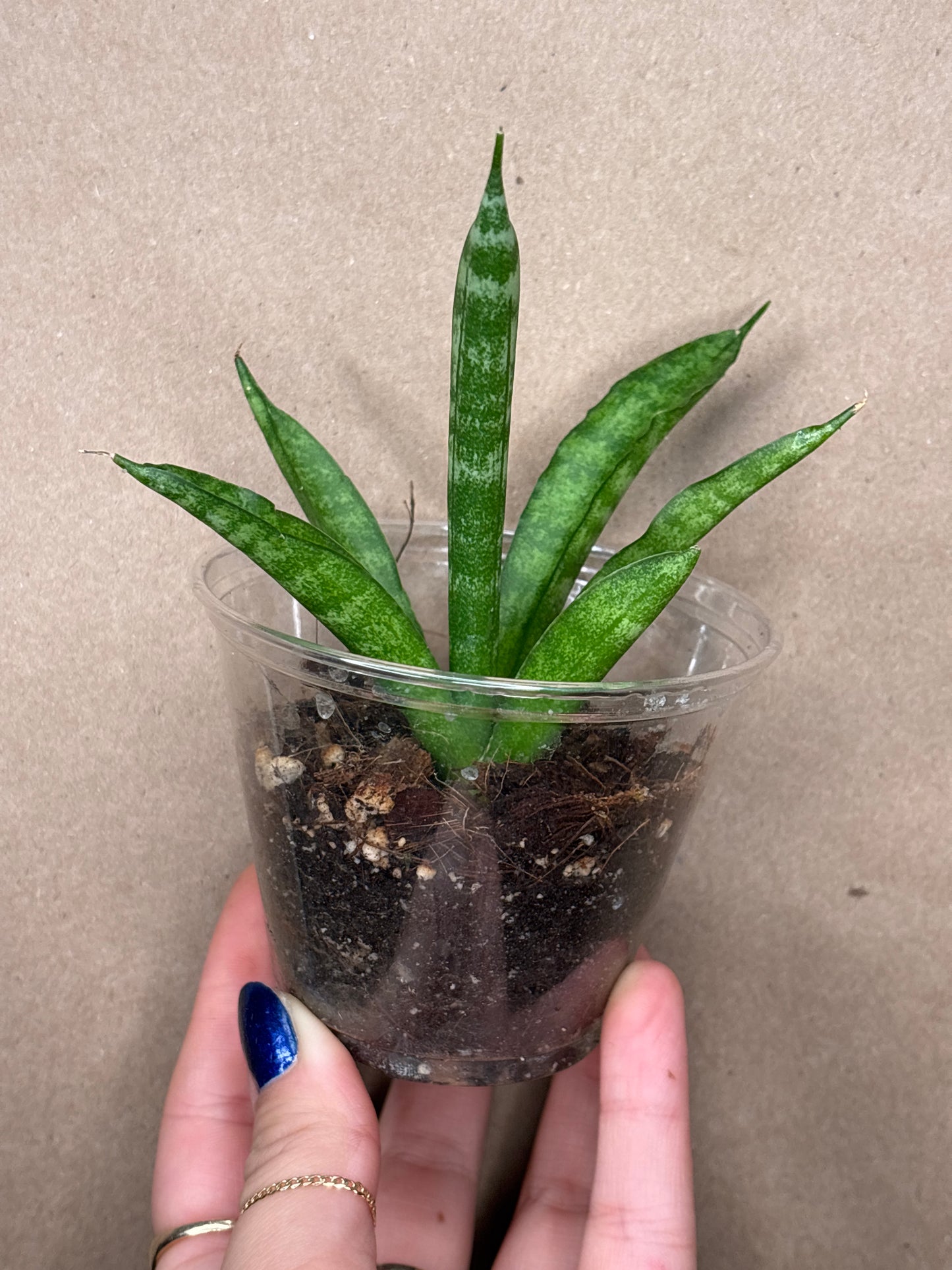 Starfish Sansevieria