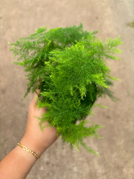 Asparagus Fern