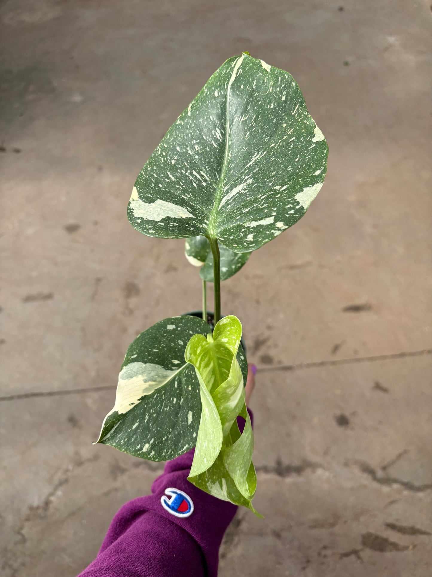 Monstera Deliciosa Thai Con 4” Pot