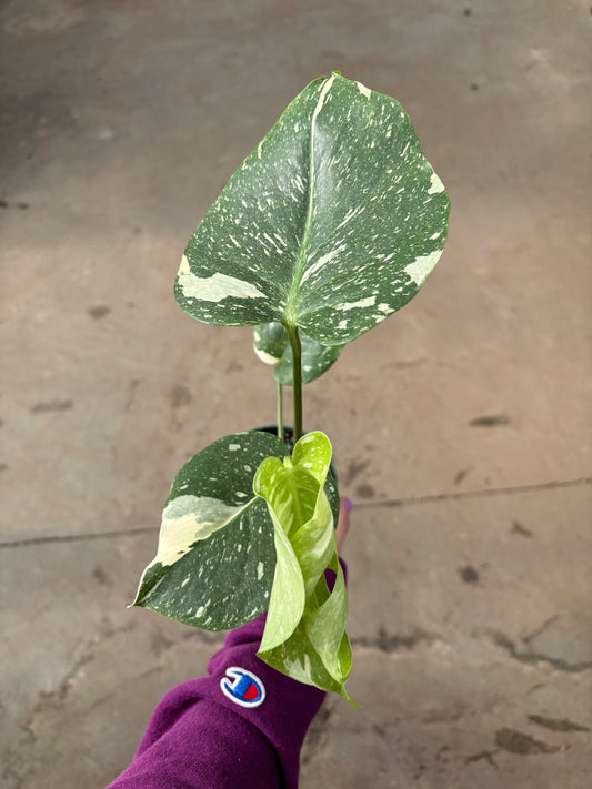Monstera Deliciosa Thai Con 4” Pot