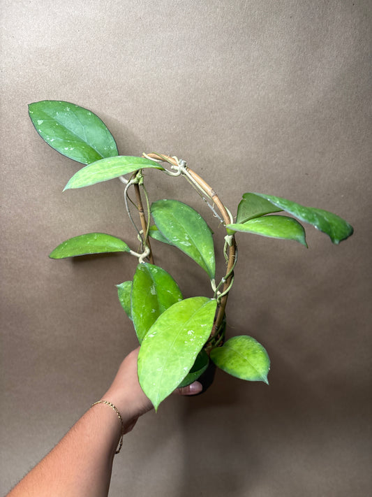 Hoya ‘Noelle’ 4” Trellis