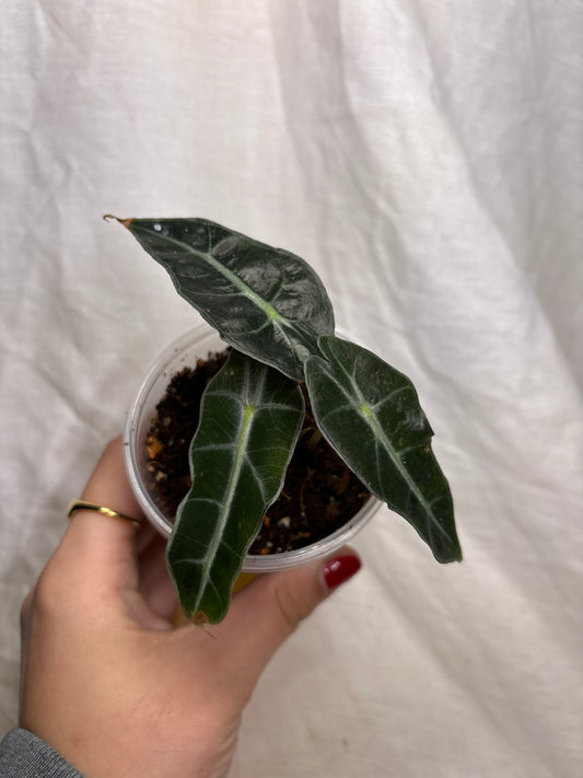 Alocasia ‘Polly’