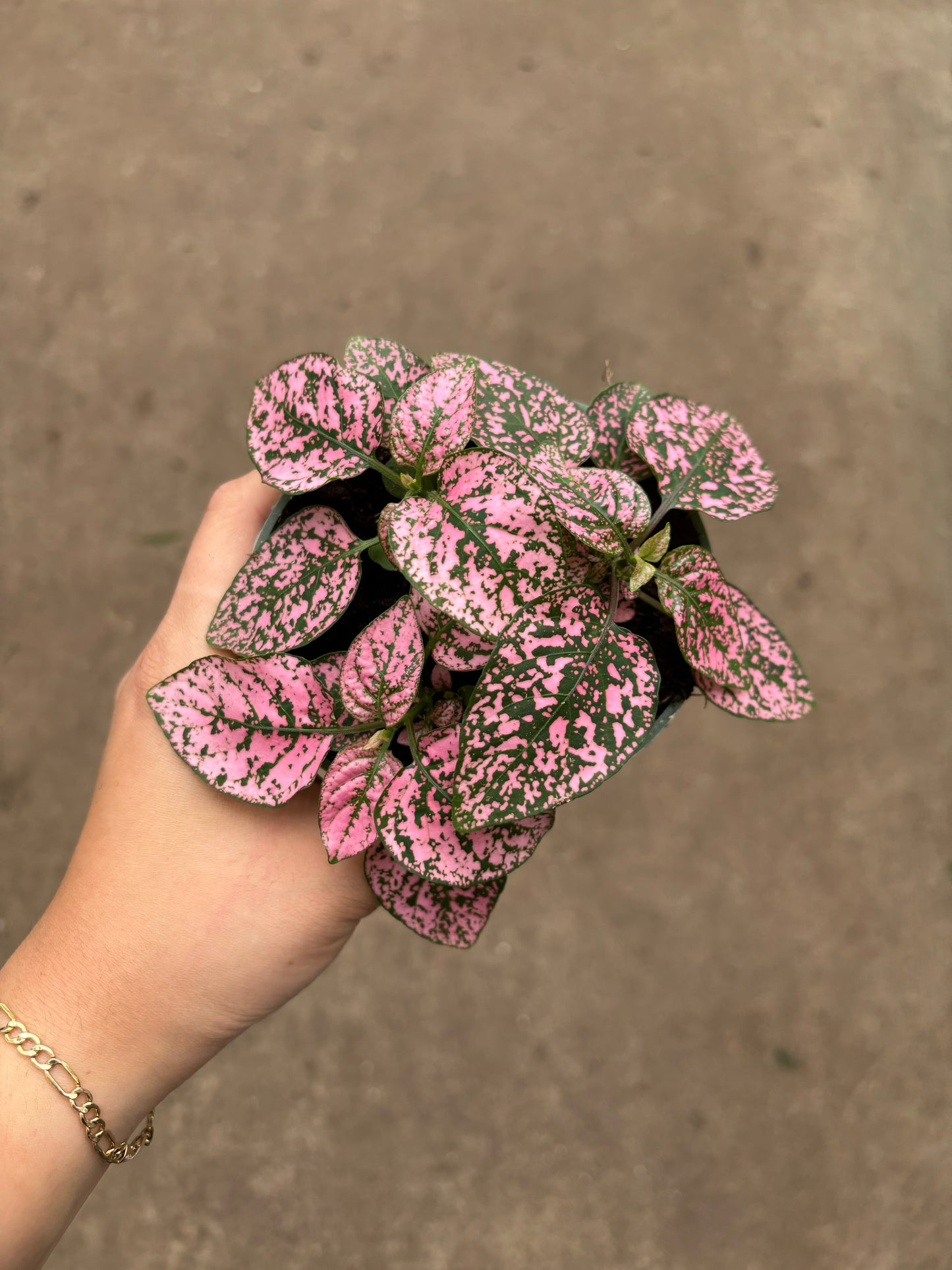 Polka Dot Plant (pink)
