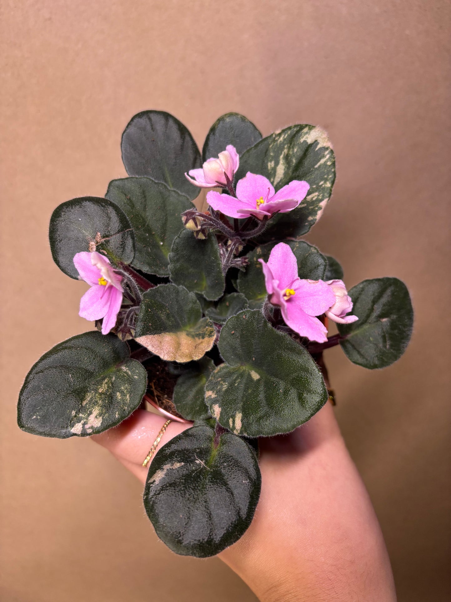 African Violet Pink Majesty