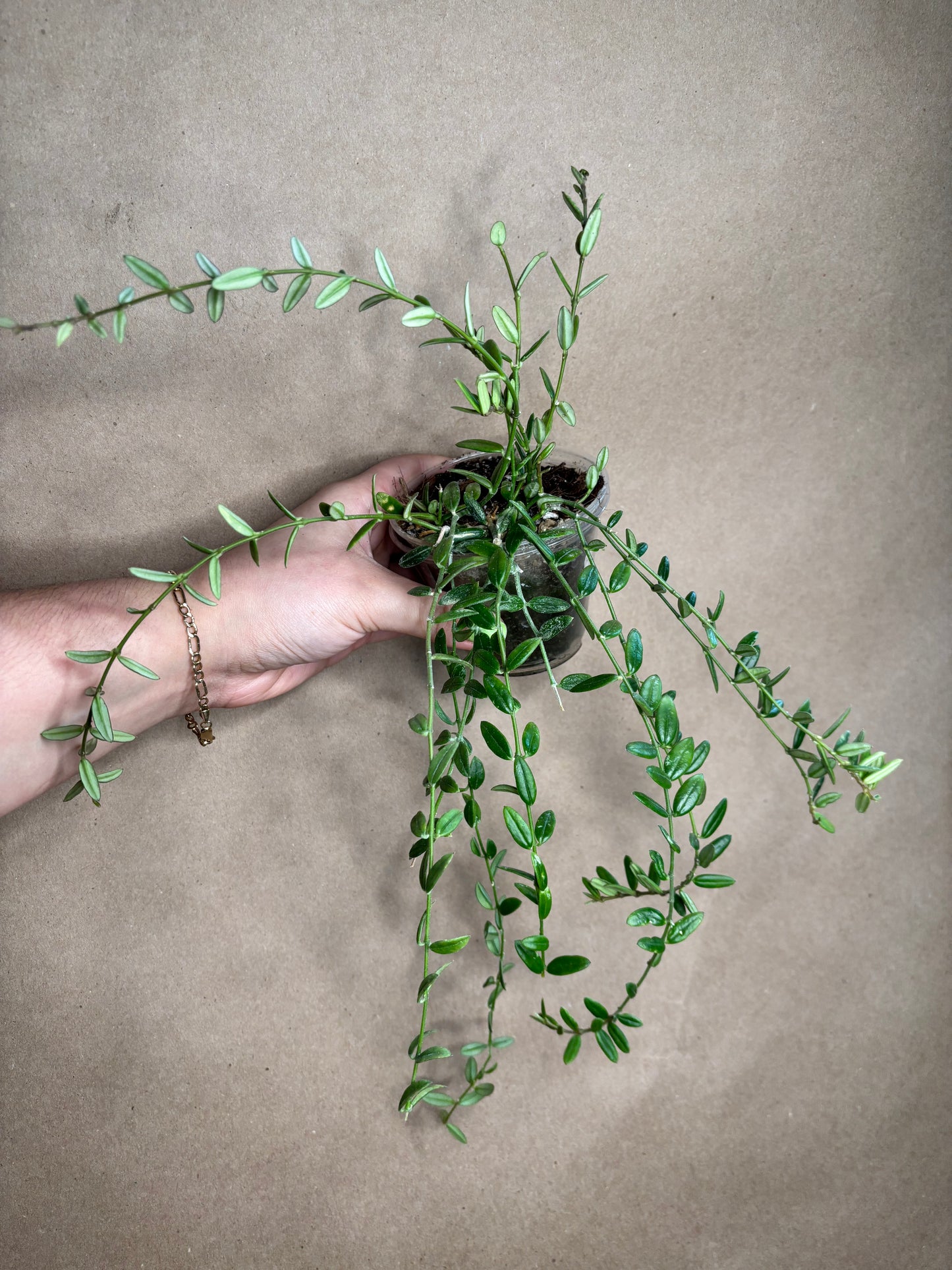 Hoya engleriana (Vietnam)