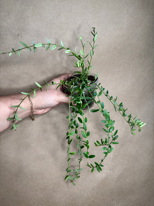 Hoya engleriana (Vietnam)