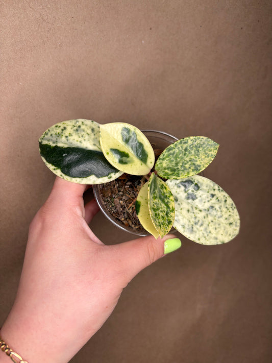 Hoya Madara snow angel