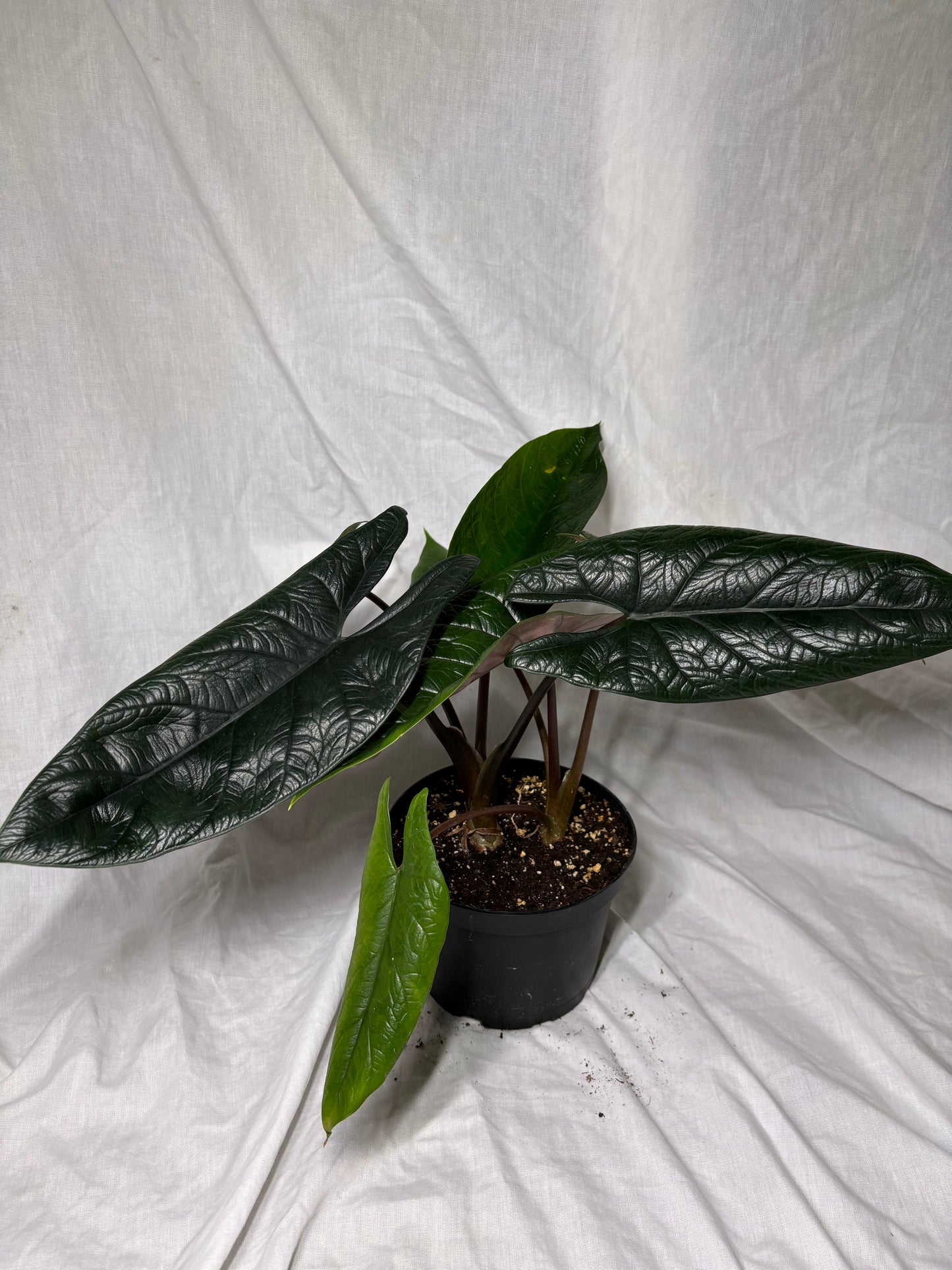 Alocasia Scalprum