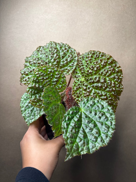 Begonia Mellanobullata x Iron Cross Tricolor