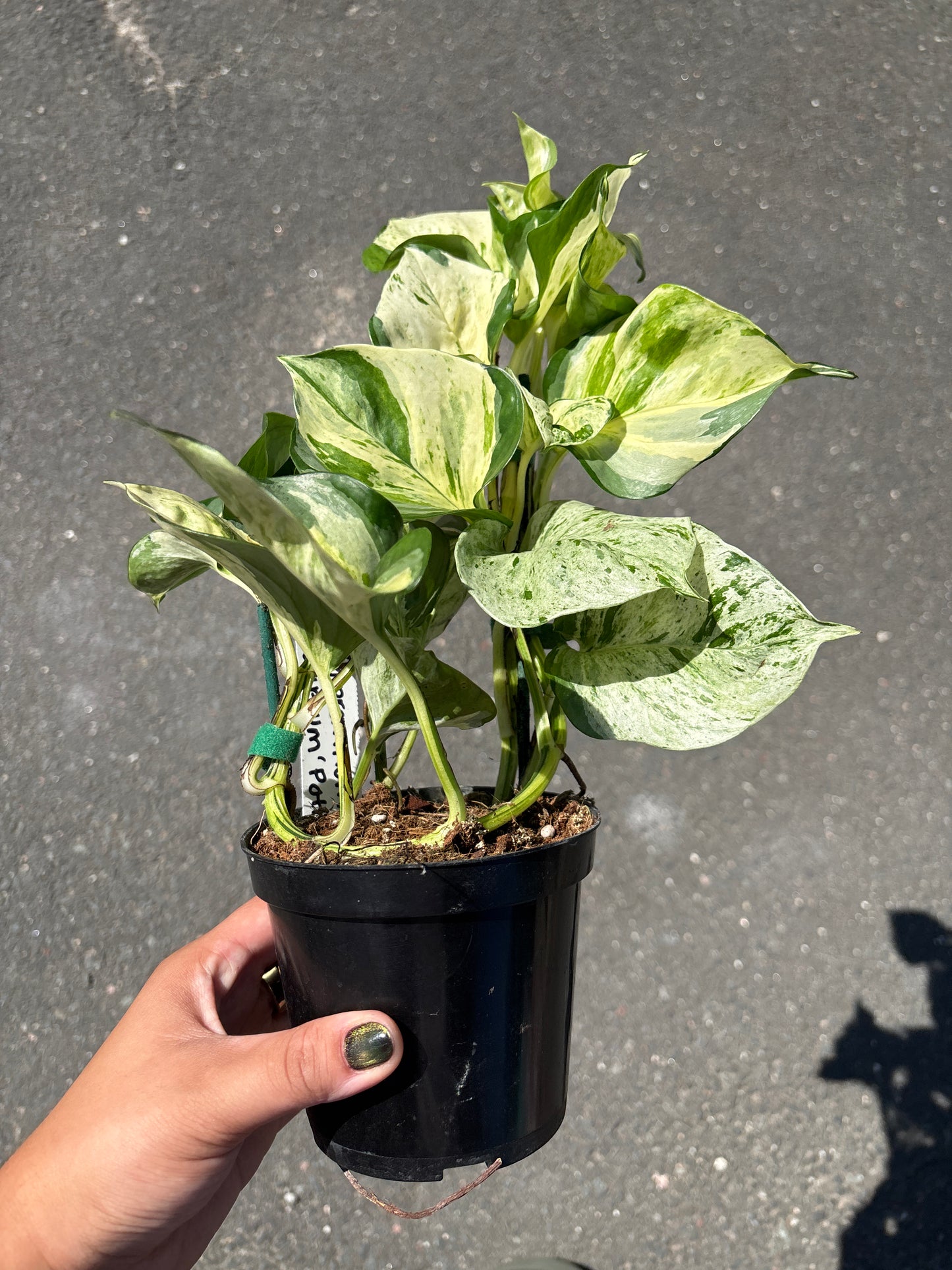 Manjula Pothos