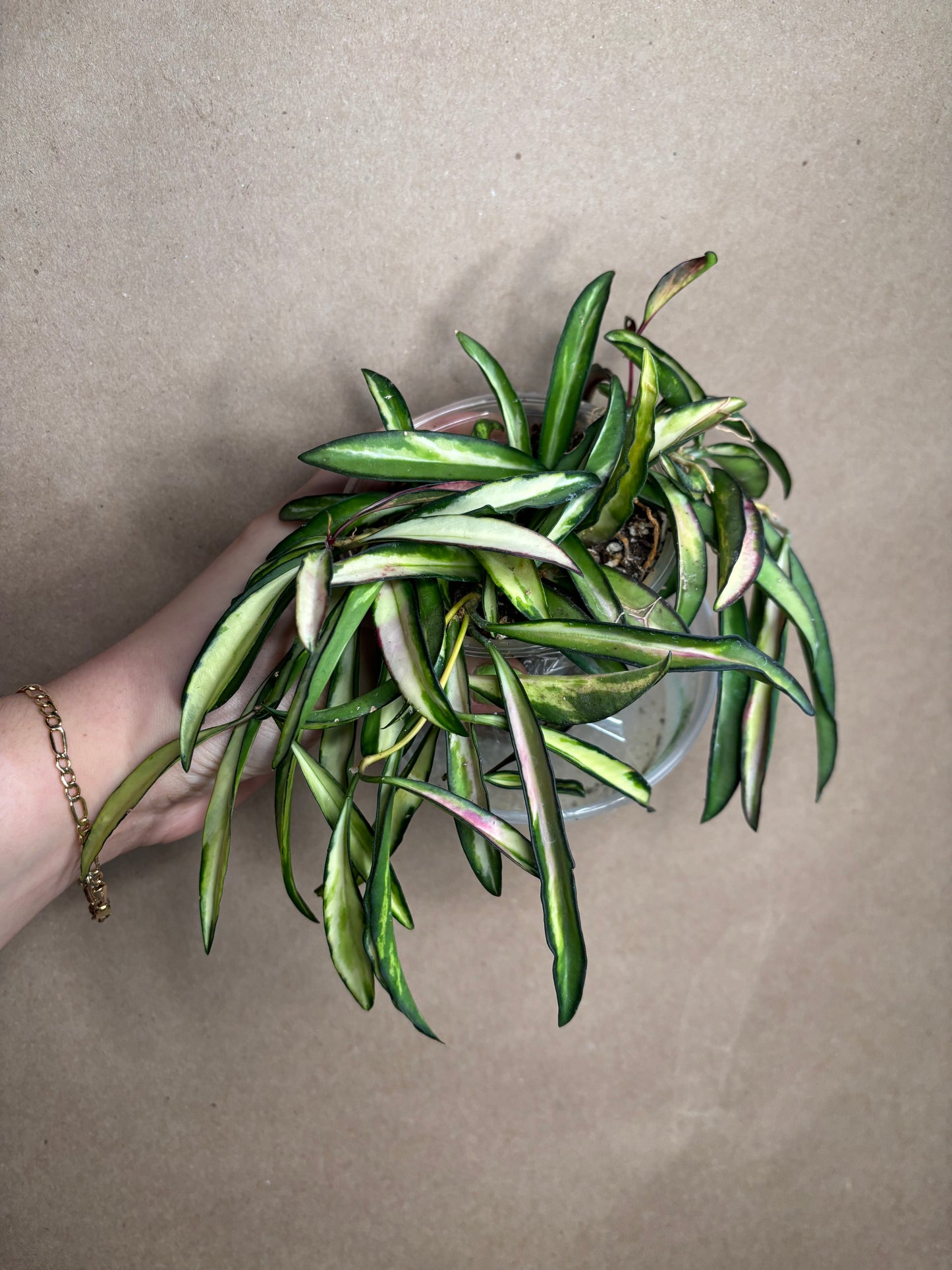 Hoya wayetii inner variegated