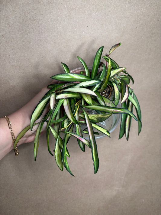 Hoya wayetii inner variegated