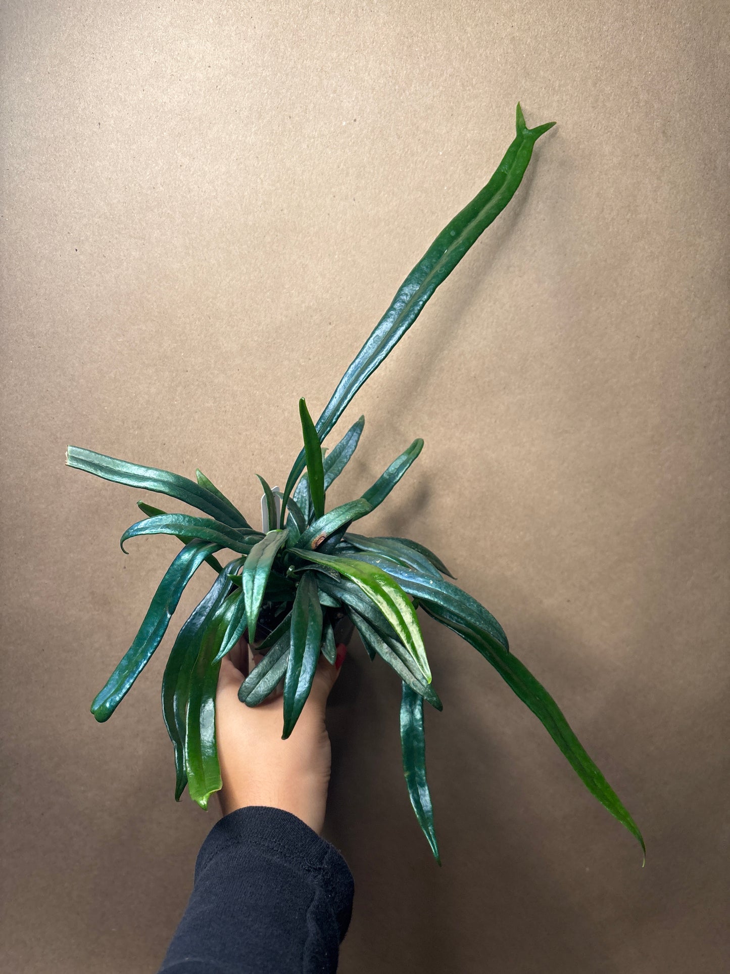 Blue Oil Fern 2.5”