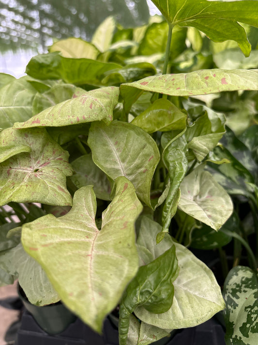 Syngonium Milk Confetti