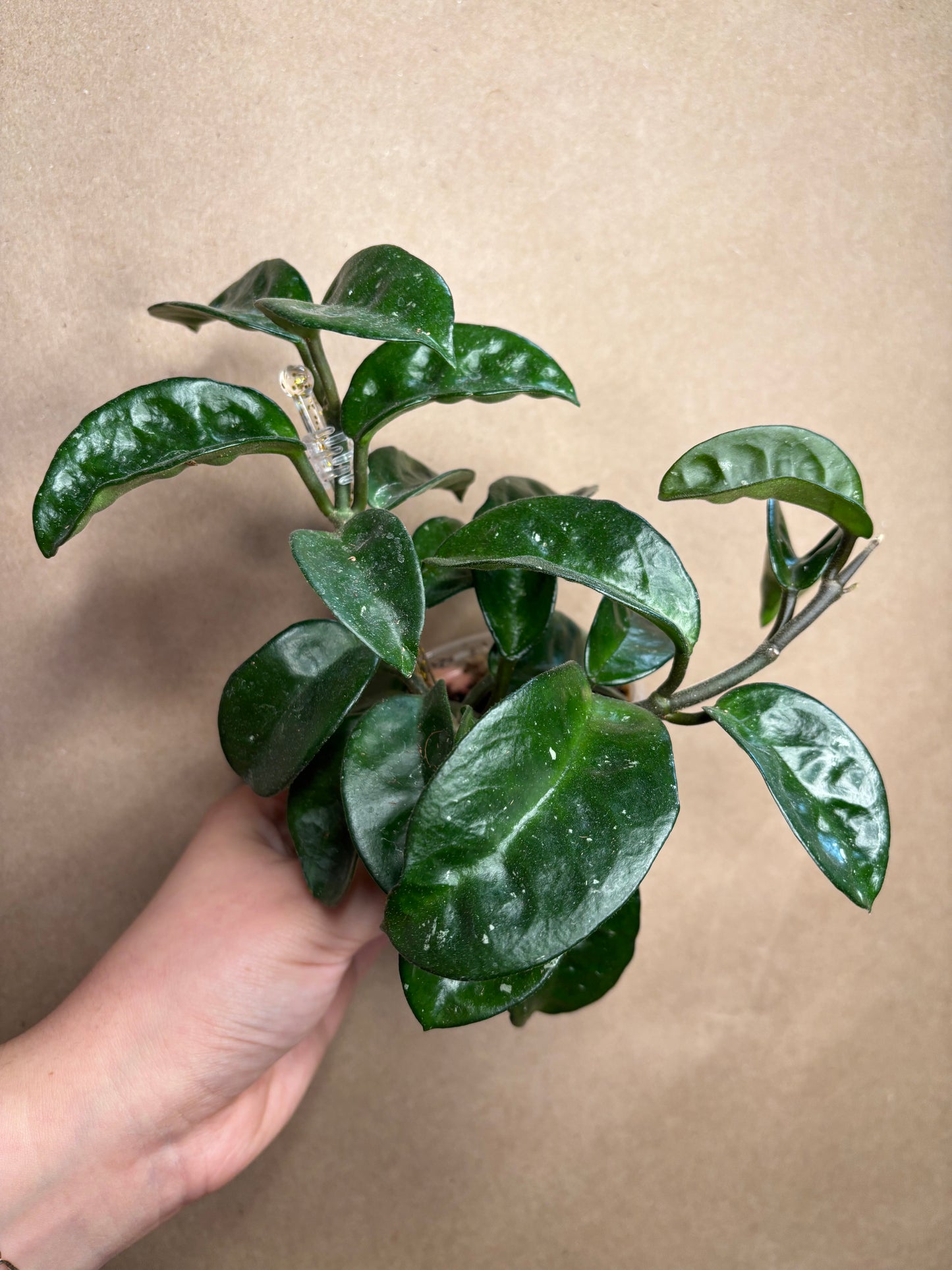 Hoya Krinkle 8