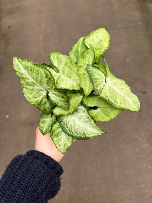 Syngonium Butterfly