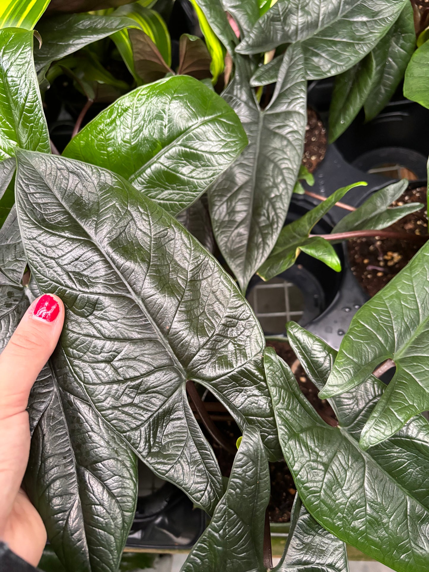 Alocasia Scalprum