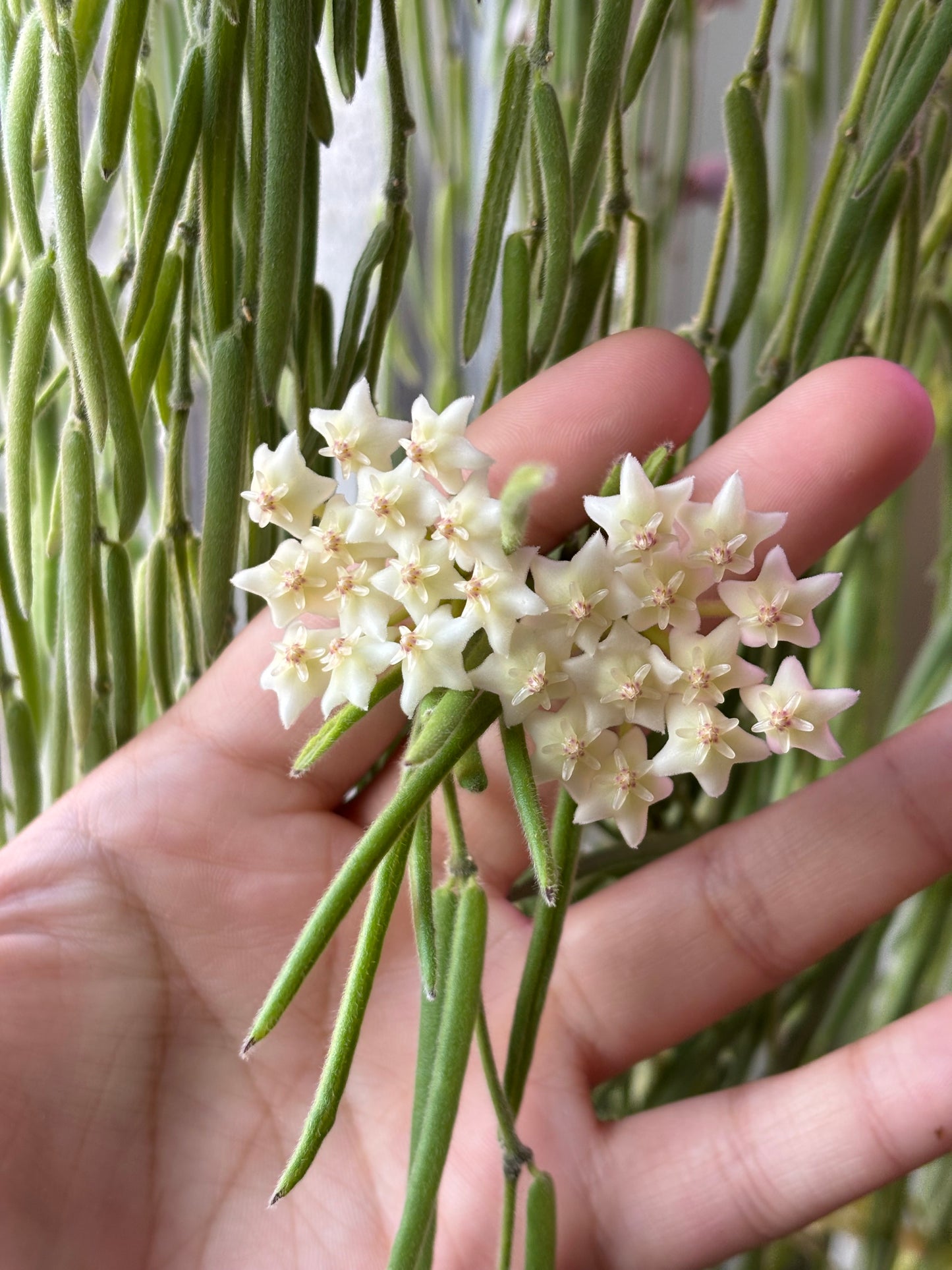 Hoya Linearis