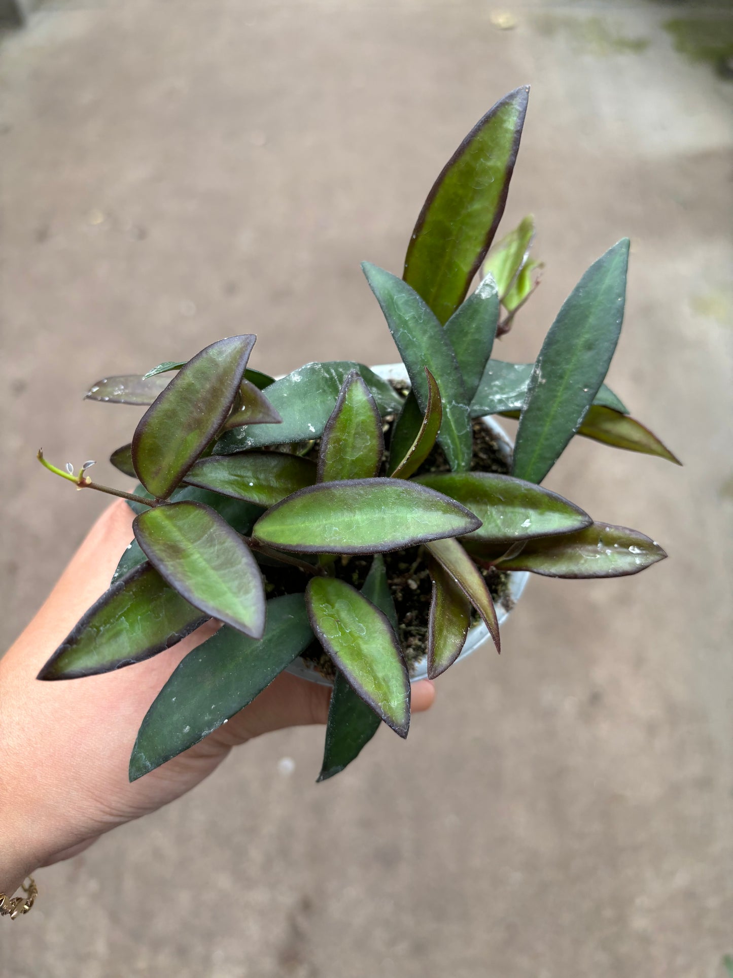 Hoya Rosita