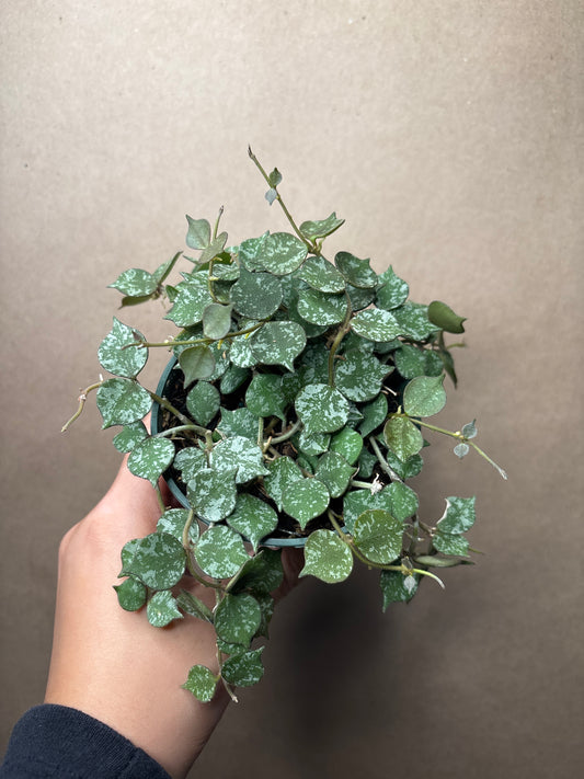 Hoya Curtisii