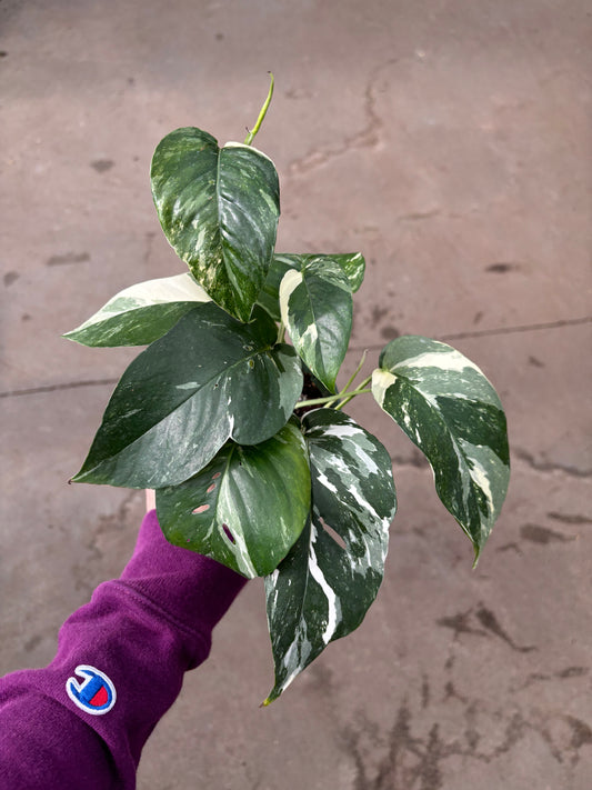 Epipremnum Pinnatum Albo Variegated