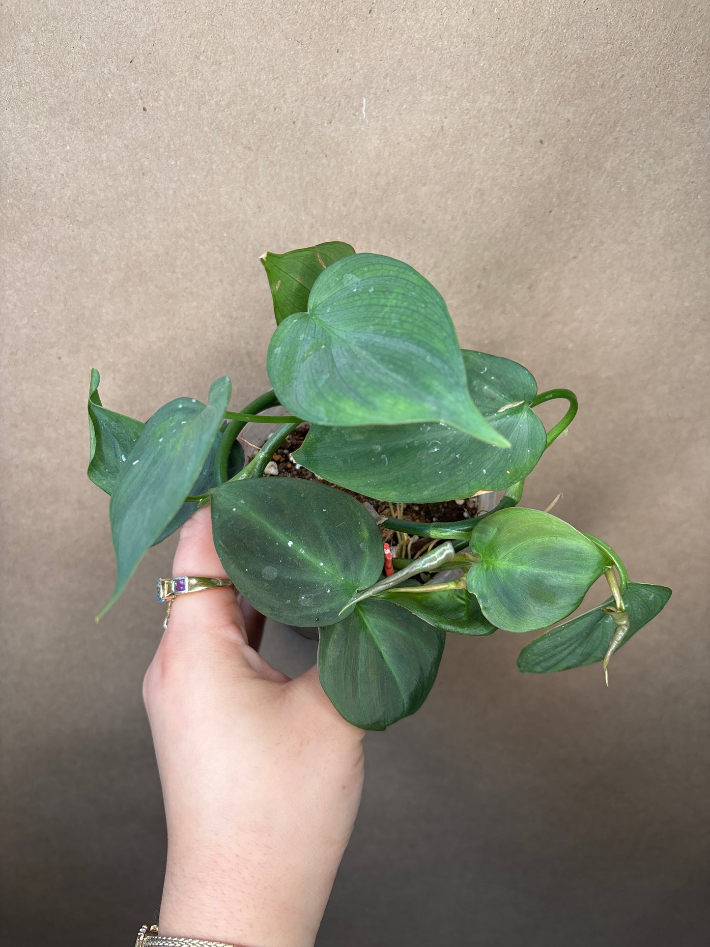 Philodendron Campo