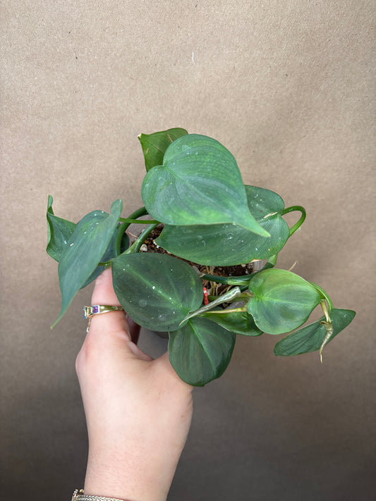 Philodendron Campo