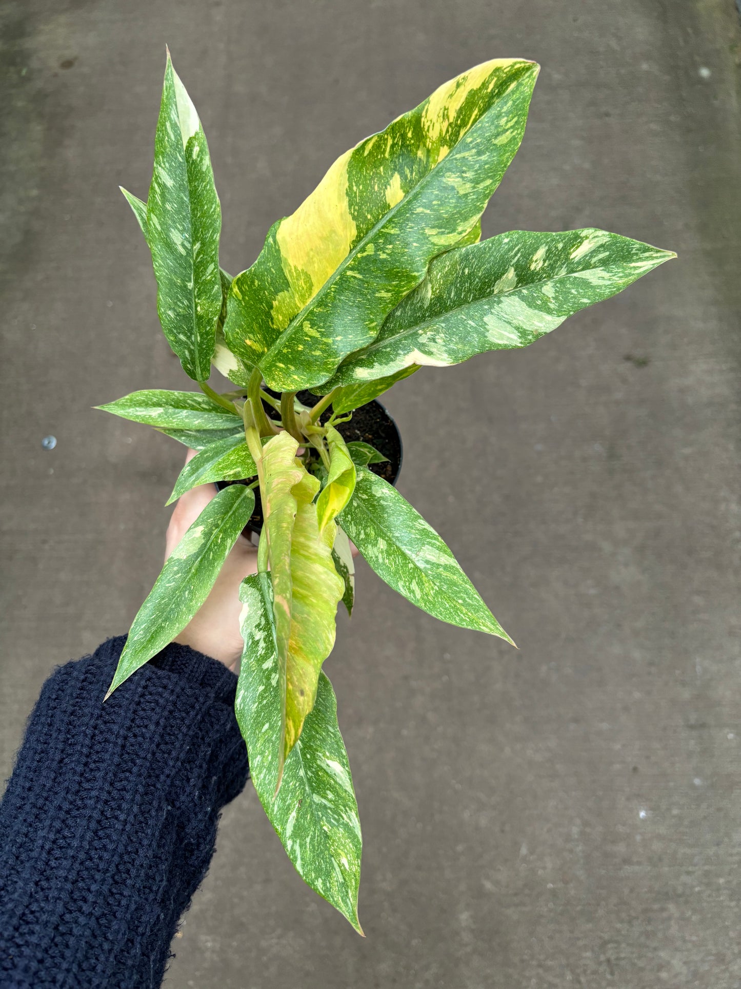 Philodendron Ring of Fire 4” Pot