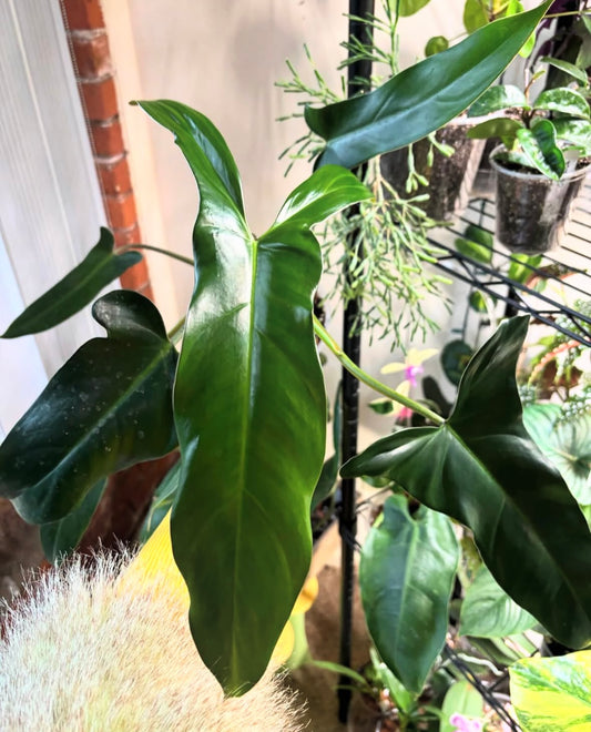 Philodendron Mexicanum