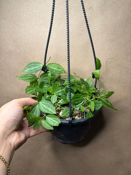 Dischidia 'Watermelon'