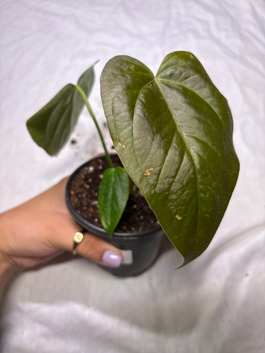 Anthurium Queen of Hearts