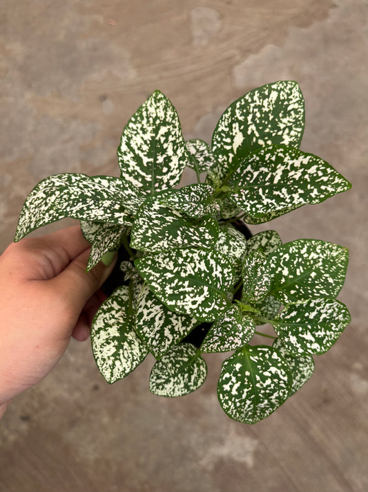 Polka Dot Plant (White)