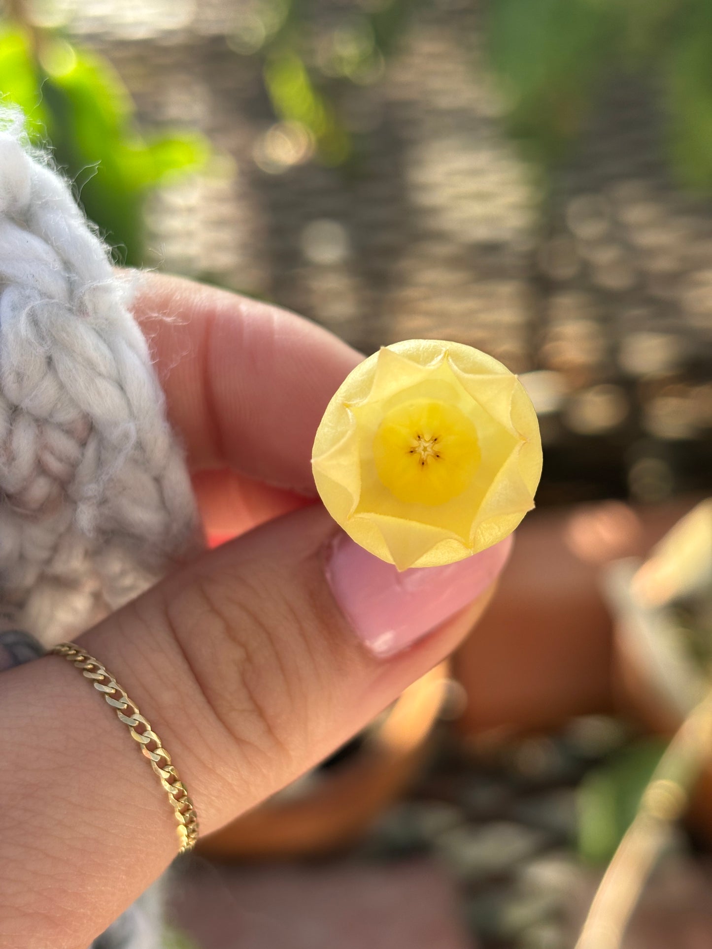 Hoya Inflata