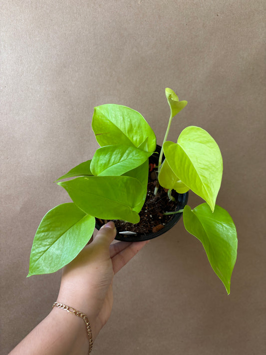 Neon Pothos
