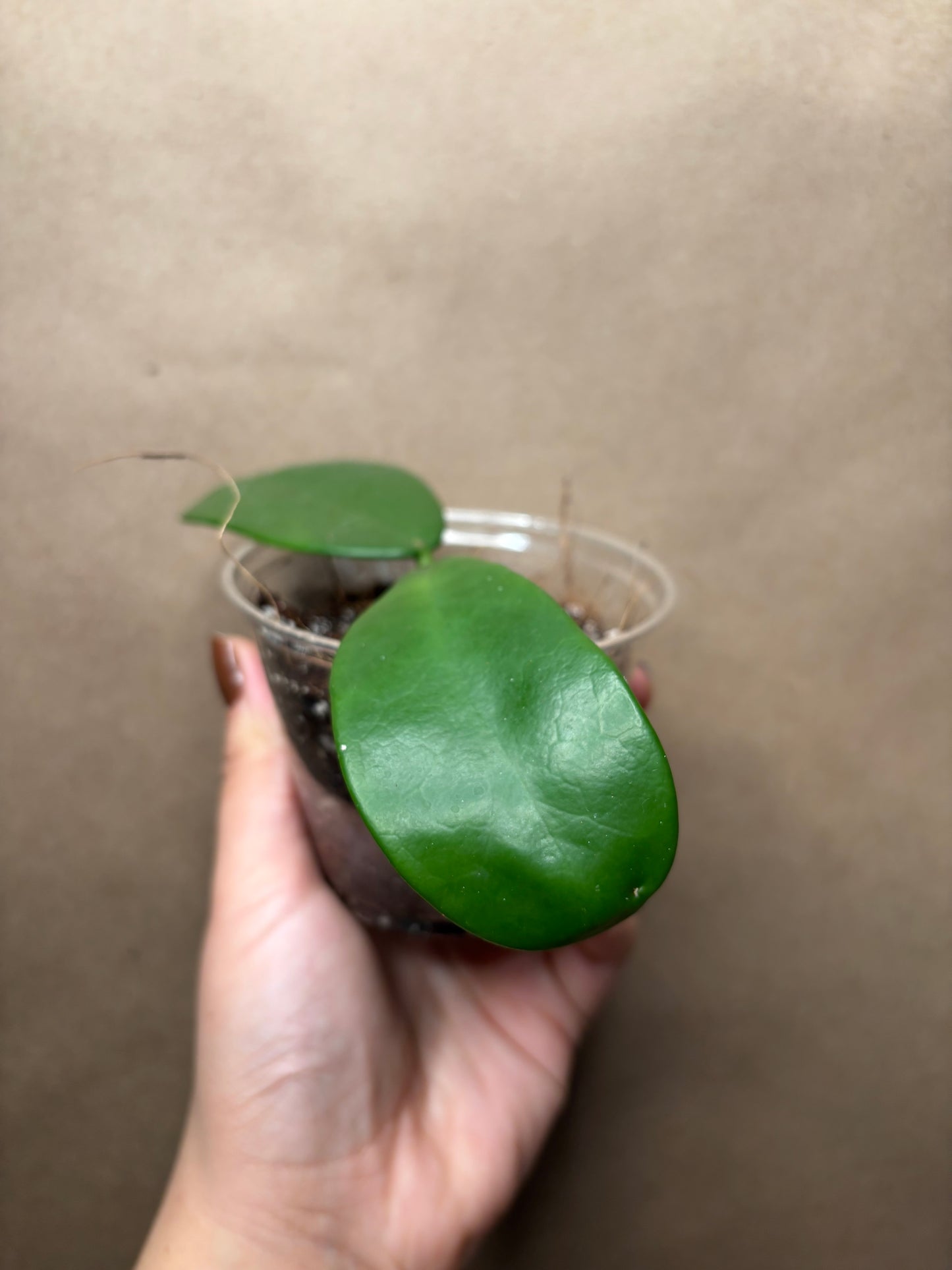 Hoya Meliflua
