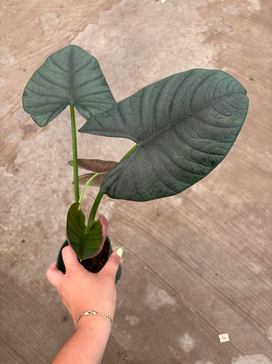 Alocasia Reginae 4”