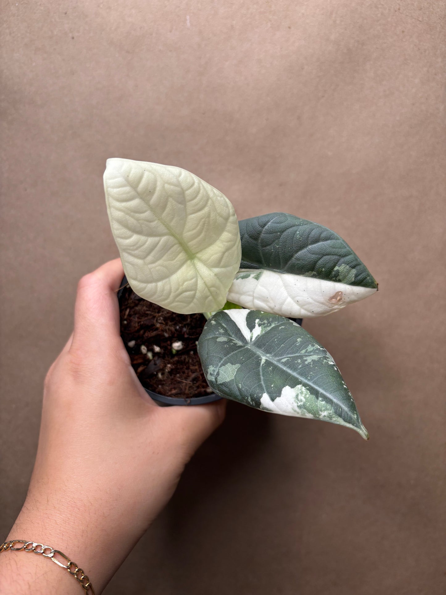 Alocasia 'Maharani' albo variegated
