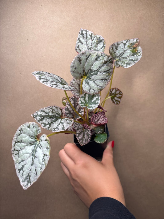 Begonia Silver Dollar