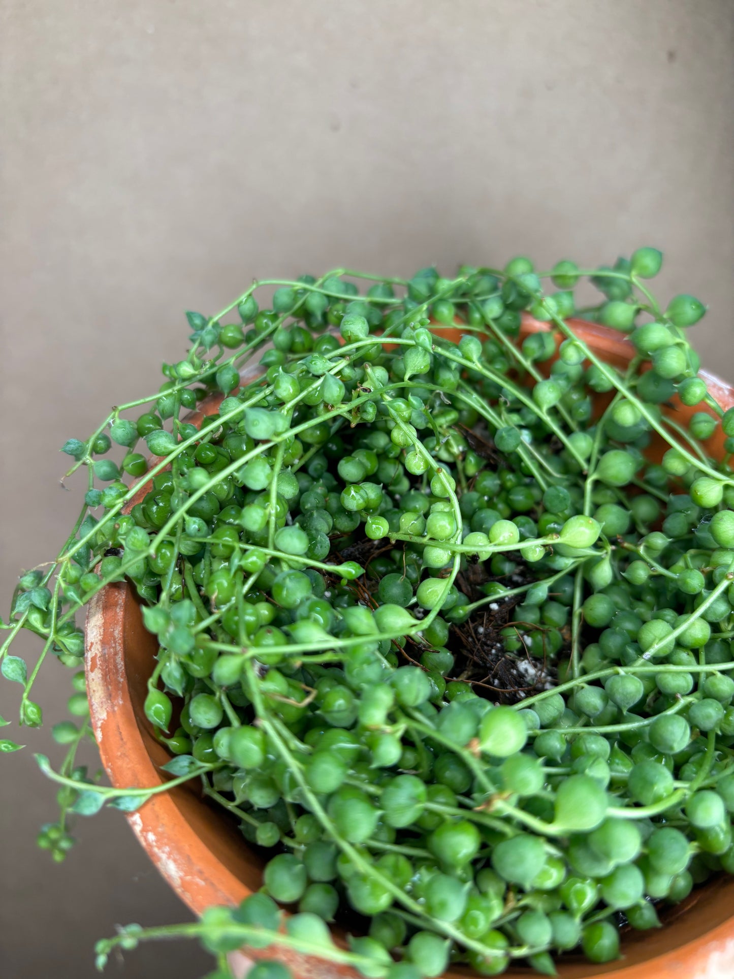 String of Pearls
