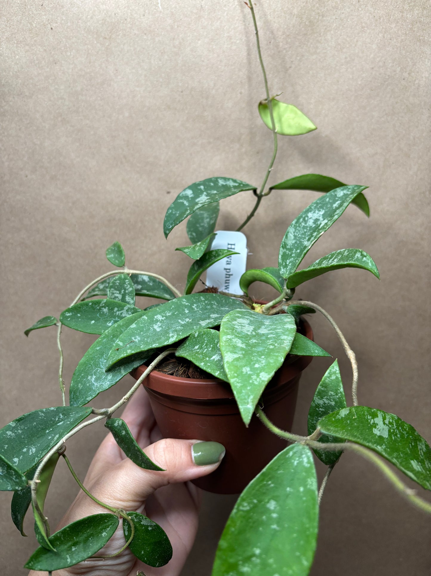 Hoya phuwuaensis Splash