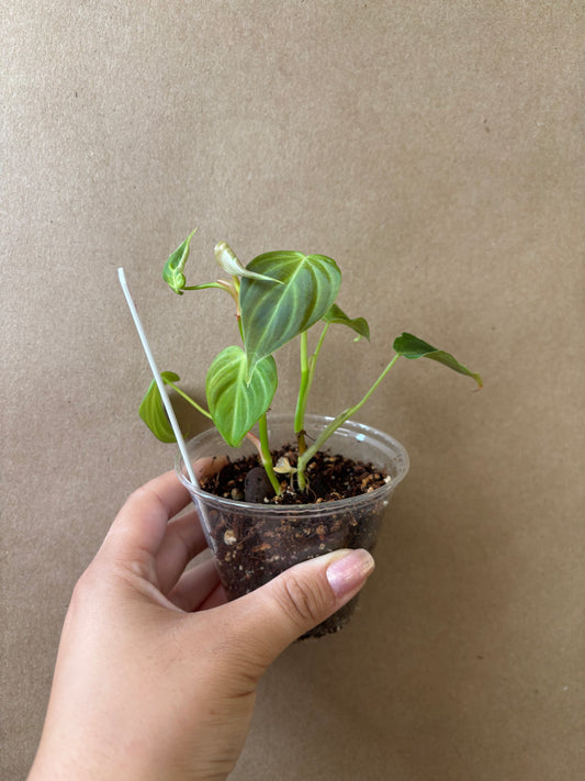 Philodendron Splendid Starter