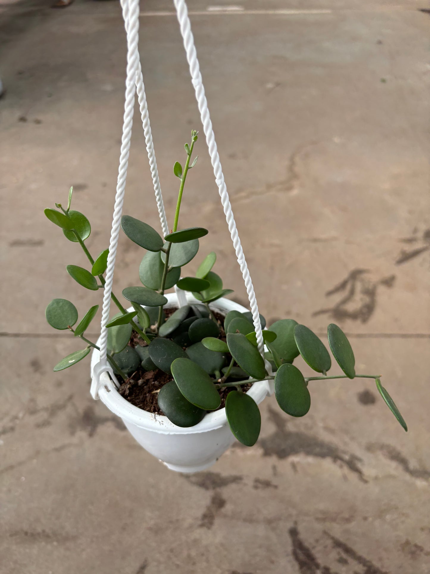 String of Coins